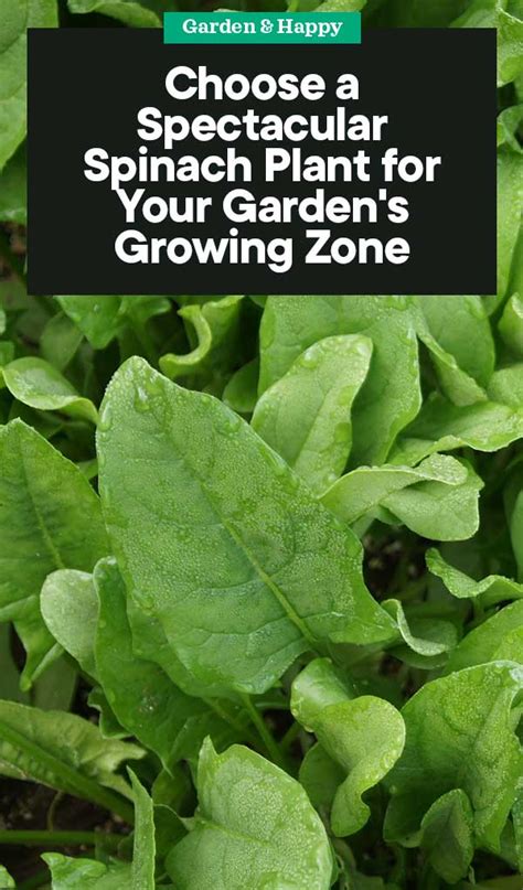 Choosing The Right Spinach Plant Varieties For Your Growing Zone