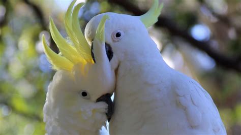 Wallpaper cockatoo, parrots, birds, white hd, picture, image