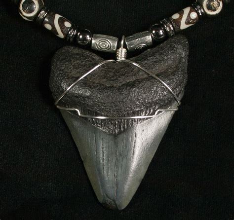 Megalodon Tooth Necklace - 2.2" tooth For Sale (#5571) - FossilEra.com