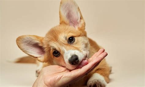 Motivi Per Cui Il Tuo Cane Continua A Leccare Il Divano