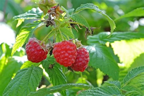 Raspberry Plants: Care Tips And Guide