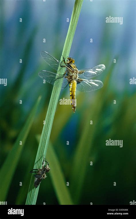 Broad Bodied Chaser Dragonfly Libellula Depressa Recently Emerged