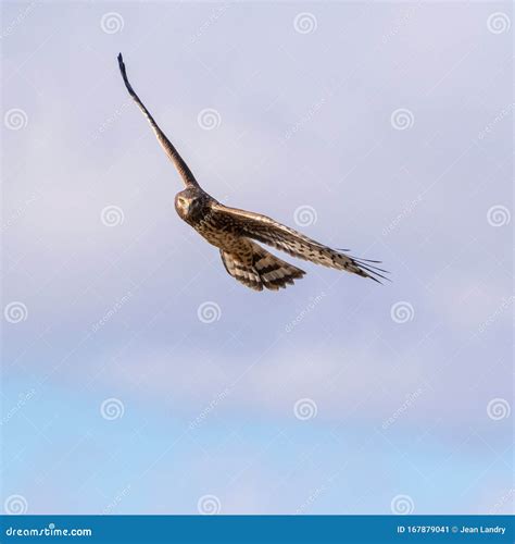 Close Up of Northern Harrier Hawk in Flight Looking at Camera Stock ...