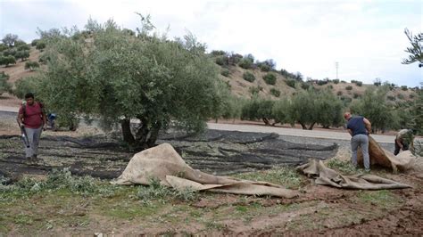 Agricultura abona cerca de 330 millones de euros de la PAC Diario Córdoba