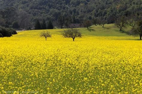 Field Of Mustard Flowers Mustard Flowers Contra Costa County