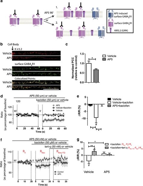 Blockade Of N Methyl D Aspartate Receptors Nmdars Reduces