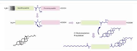 Figure From The Protein Lipidation And Its Analysis Semantic Scholar