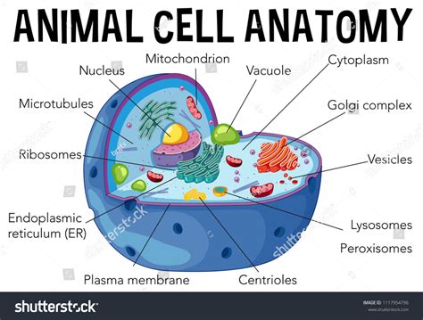 labeled animal cell diagram