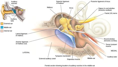 Auditory ossicles – Definition, Location, Function and Pictures - Bodterms