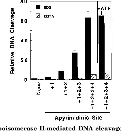 Figure 1 From Topoisomerase II Mediated DNA Cleavage And Religation In