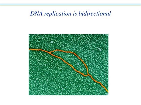 Ppt Dna Synthesis Powerpoint Presentation Free Download Id162332