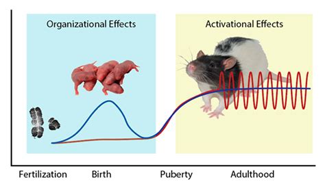 Nutrients Free Full Text Sex Differences In Salt Appetite