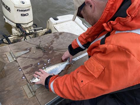 Georgia Trapping Licenses Now Available Online: No Paper Applications