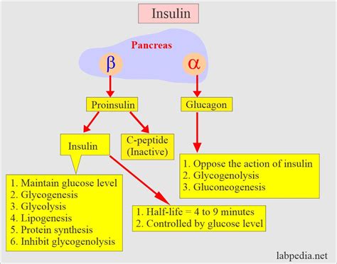 Diabetes Mellitus Type 1 Pathophysiology