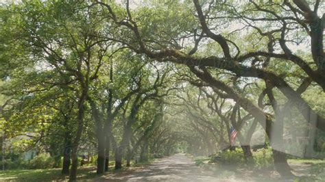 "Beautiful Drive Through Tree Tunnel" by Stocksy Contributor "Maryanne ...