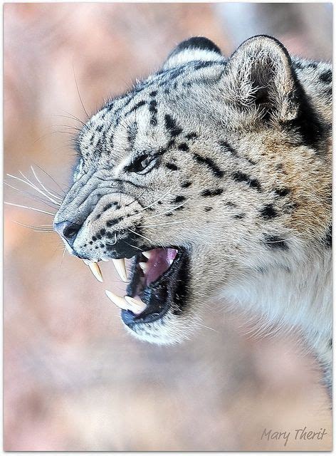 Snow Leopard Snarl | a special thanks to MSA - FAVES OF ANIM… | Flickr ...