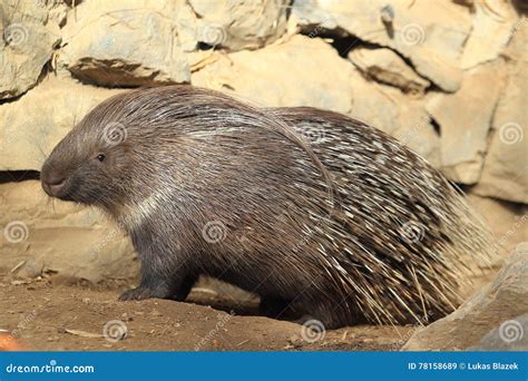 Indian Crested Porcupine Stock Image Image Of Indian 78158689