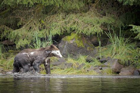 6 Fun Things To Do In Juneau Cruiseable