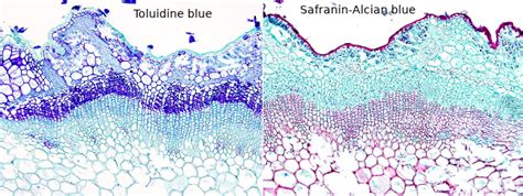 Toluidine Blue Stain Recipe Infoupdate Org