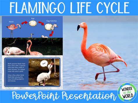 Flamingo Life Cycle PowerPoint KS2 | Teaching Resources