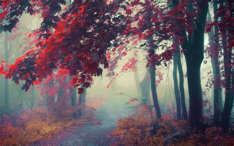 Wallpaper X Px Atmosphere Colorful Fall Forest Landscape