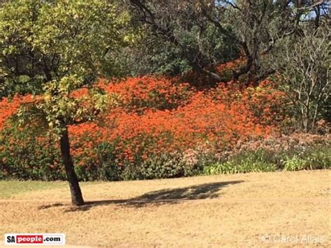 Pretoria Delights With Jacarandas Out In Full Bloom PHOTOS SA People