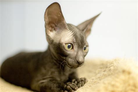 Corn Bred Cornish Rex Cattery Black Boy Sitting Up