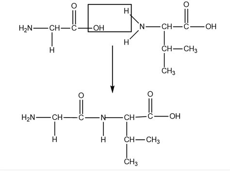 Fig Shows Two Amino Acids Glycine And Valine Use The Space Below To