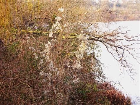 Aux Lac De Viry Ch Tillon Arbre Mort Sur Le Bord Du Lac Flickr