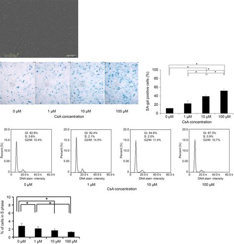 Identification Of Cultured Human Corneal Endothelial Cells Hcecs And