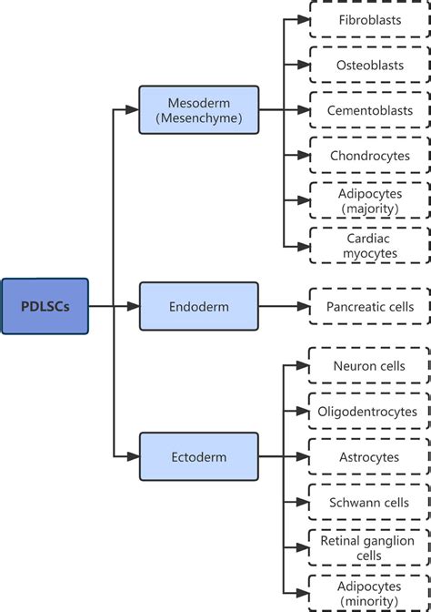 Osteogenic Differentiation Of Periodontal Membrane Stem Cells In