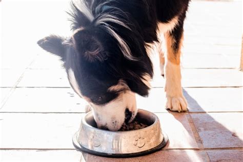 7 Best Foods for Border Collie Puppies – 2025 Reviews & Top Picks ...
