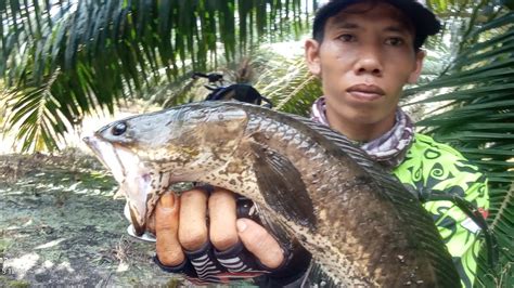 Mancing Casting Ikan Gabus Di Perkebunan Kelapa Sawit RADIT Fishing03