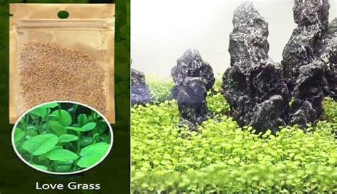 Aquarium Grass Seeds love Grass Aquarium Plant 5g - Etsy