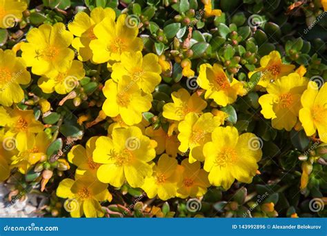 Common Purslane Portulaca Oleracea Yellow Flowers Stock Photo Image