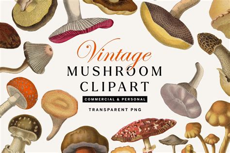 42 Vintage Mushroom Illustrations | Food Illustrations ~ Creative Market