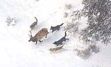 Hunting behavior of gray wolves - Wikipedia