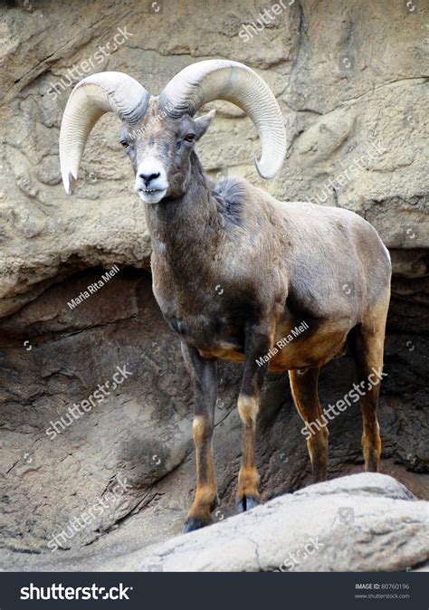 Mountain Ram Stock Photo 80760196 Shutterstock