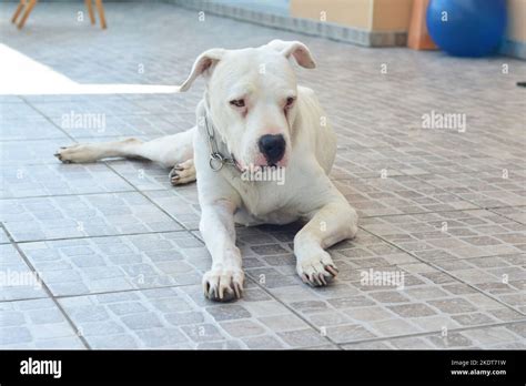 White Big Dog Dogo Argentino Argentine Mastiff Stock Photo Alamy