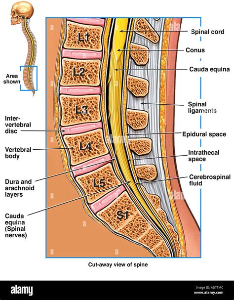 Lumbosacral Spine Anatomy