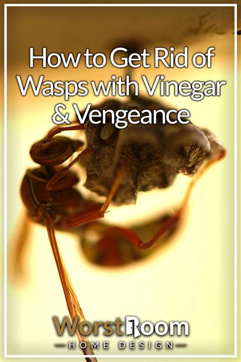 How To Keep Wasps Away 16 Ways To Get Rid Of Wasps Artofit