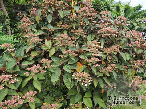 Hydrangea Aspera Hot Chocolate From Burncoose Nurseries