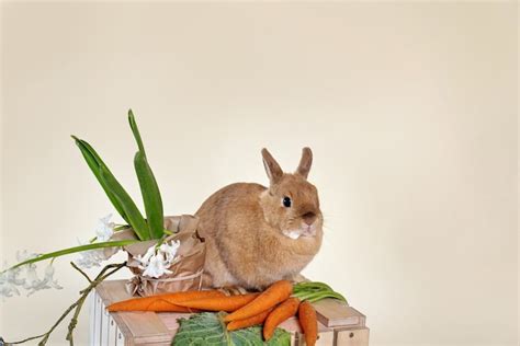 Precioso conejito de pascua conejo marrón bebé esponjoso con verduras