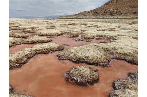 La Ca Da De Los Niveles De Agua Y El Aumento De La Salinidad Empujan Al