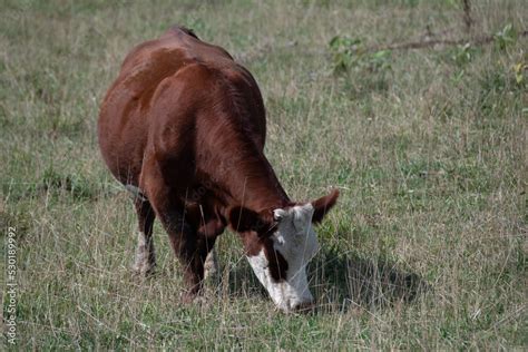 Moo Cow, Moo Moos, Cows, Farm Animals Stock Photo | Adobe Stock