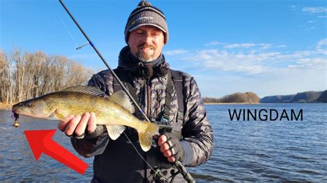 MISSISSIPPI RIVER Wingdam Walleyes YouTube