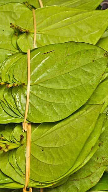 5 health benefits of paan (Betel leaf)