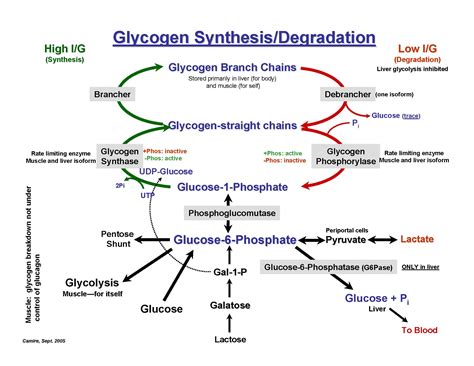 What Is Glycogen Storage Disease at William Long blog