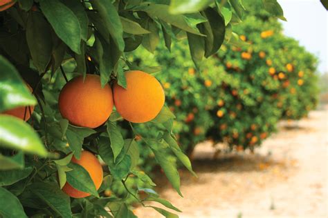 Value Of Citrus Crop In Tulare County Now Outshines Milk The Sun