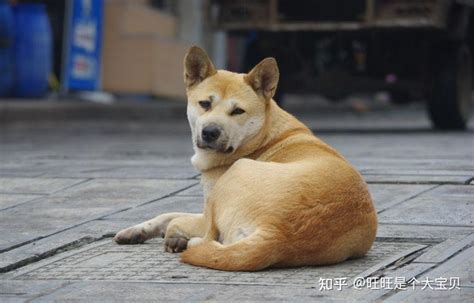 狗界中“通人性”的4种狗，你对它多好，它就守护你多久 知乎